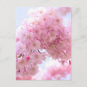 Cerise de pleur : Carte postale