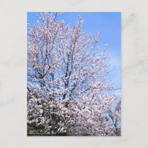 Cerise Plum : Carte postale
