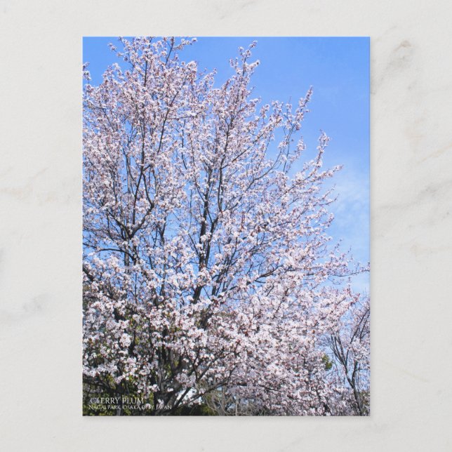 Cerise Plum : Carte postale (Devant)
