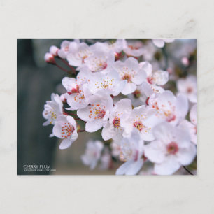 Cerise Plum : Carte postale