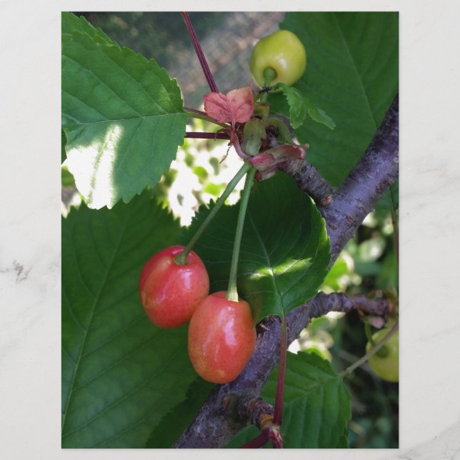 Cerises en rouge (Devant)