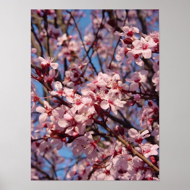 Cerises Jubilé (1) Poster (Devant)