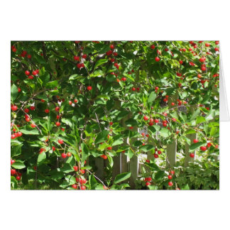 Cerises rouges de tarte