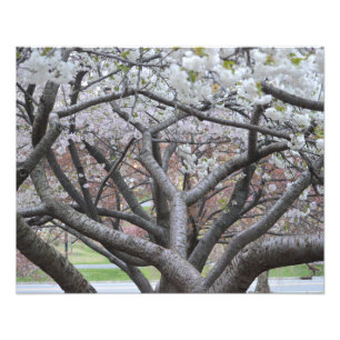 Cerisier 16" de Yoshino" copie de la photo x20