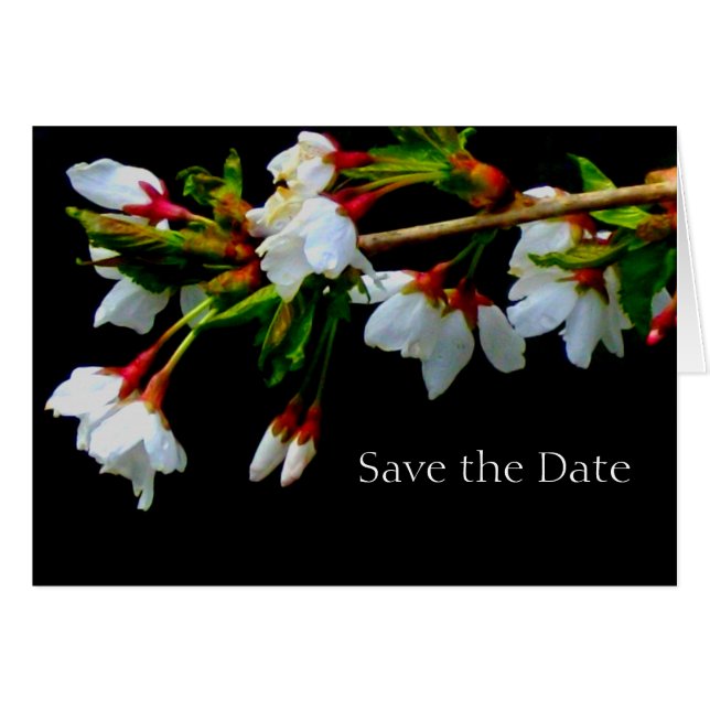 Cerisier à fleurs blanches, photo de fleurs (Devant Horizontal)