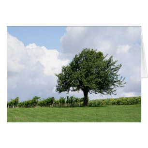 Cerisier en été