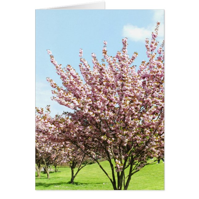 Cerisier en fleurs (Devant)