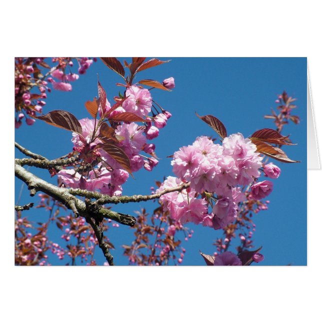 cerisier rose (Devant Horizontal)