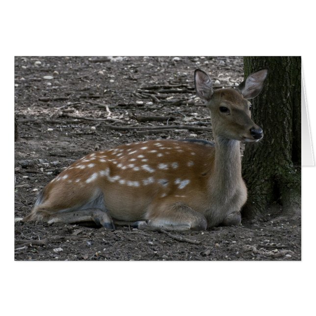 Cervus nippon (Devant horizontal)