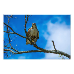 CES YEUX 36 X 24 Kodak Pro Photo