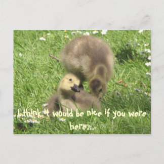 C'est sympa si vous étiez ici... carte postale