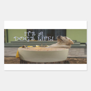 C'est un chien vie autocollant rectangulaire