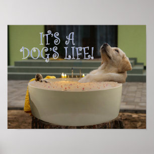 C'est un poster de la vie des chiens