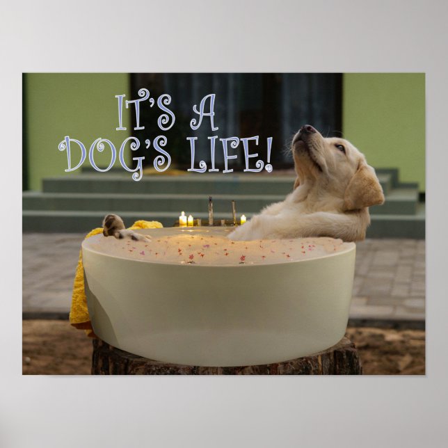C'est un poster de la vie des chiens (Devant)
