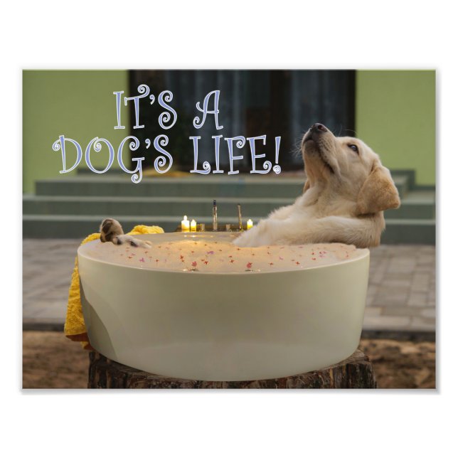 C'est une photo de la vie des chiens (Devant)