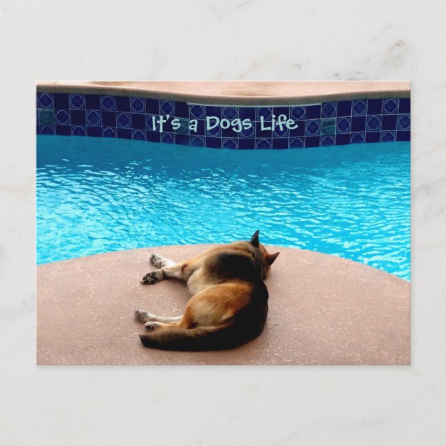 C'est une vie de chien ~ Carte postale / Invitatio (Devant)