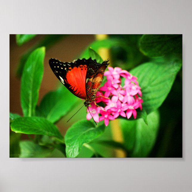 Cethosia biblis Impression (Devant)