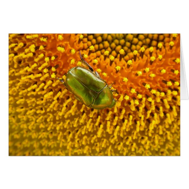 Cetonia aurata (Devant horizontal)