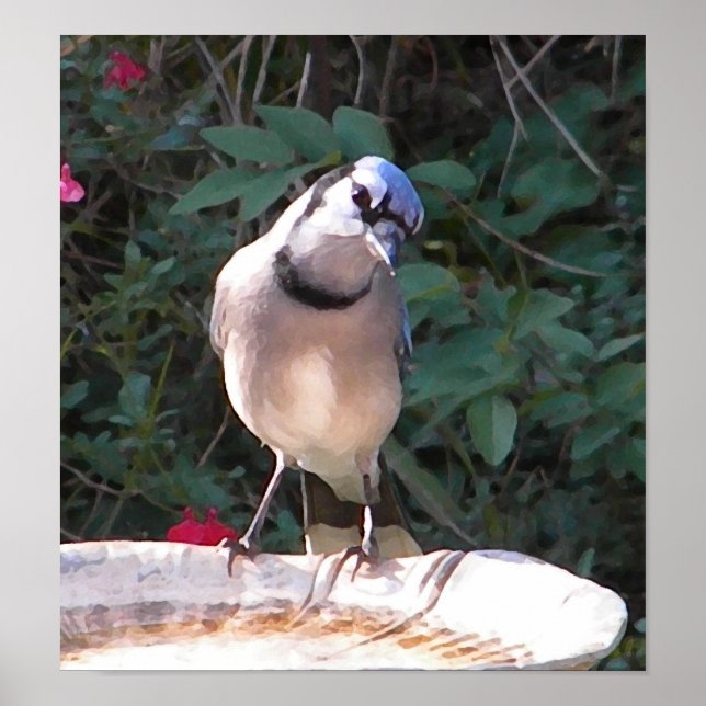 CF- Funny Blue Jay Poster (Devant)