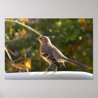CG - Poster de Mockingbird
