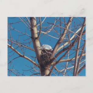 Chalet Treetop - carte postale