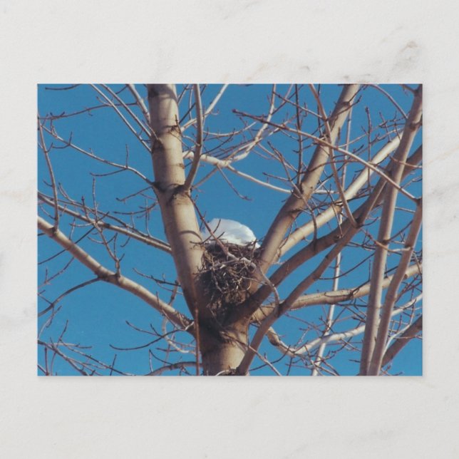 Chalet Treetop - carte postale (Devant)