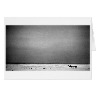 Chameaux dans le désert - Jordanie 1990