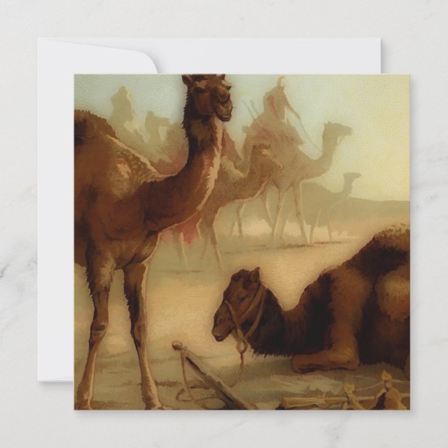 chameaux vintages dans le désert (Devant)