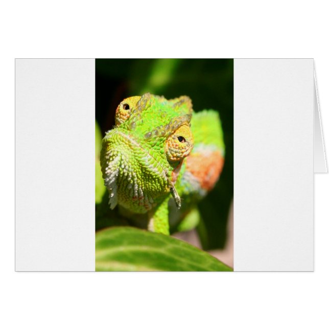 Chameleon (Devant horizontal)