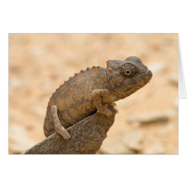 Chameleon en Namibie (Devant horizontal)