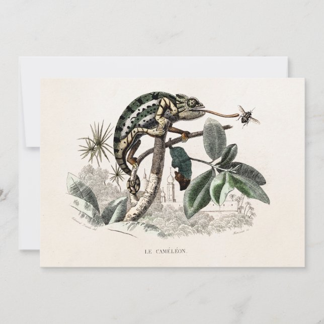 Chameleon Lizard Retro Chameleons vintage 1800 (Devant)