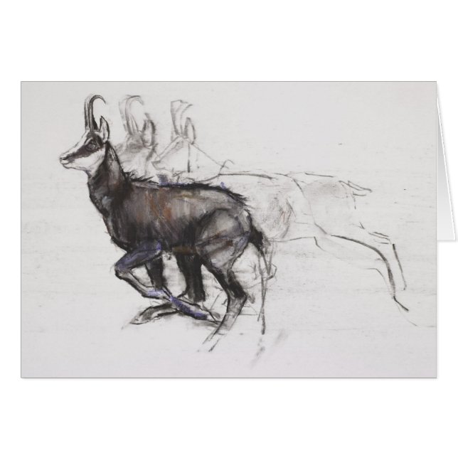 Chamois courant (Devant horizontal)