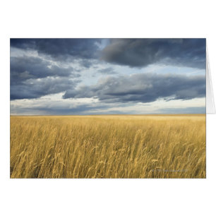 Champ avec nuages de tempête