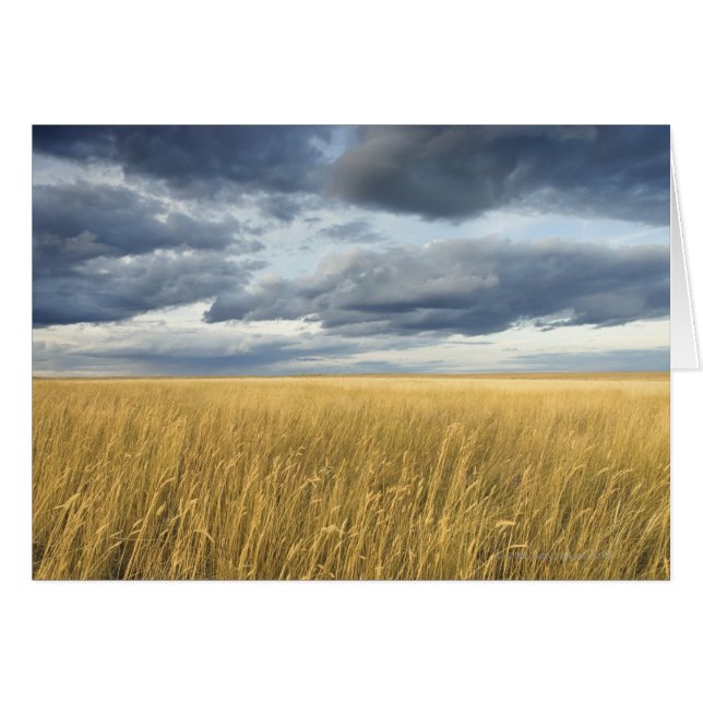 Champ avec nuages de tempête (Devant horizontal)