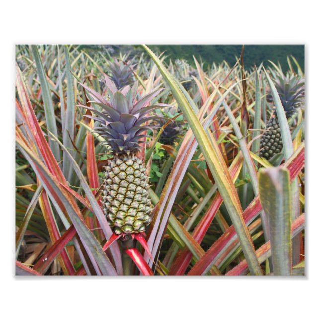 Champ d'ananas, ananas, photographie (Devant)