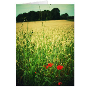 Champ de blé - Allemagne