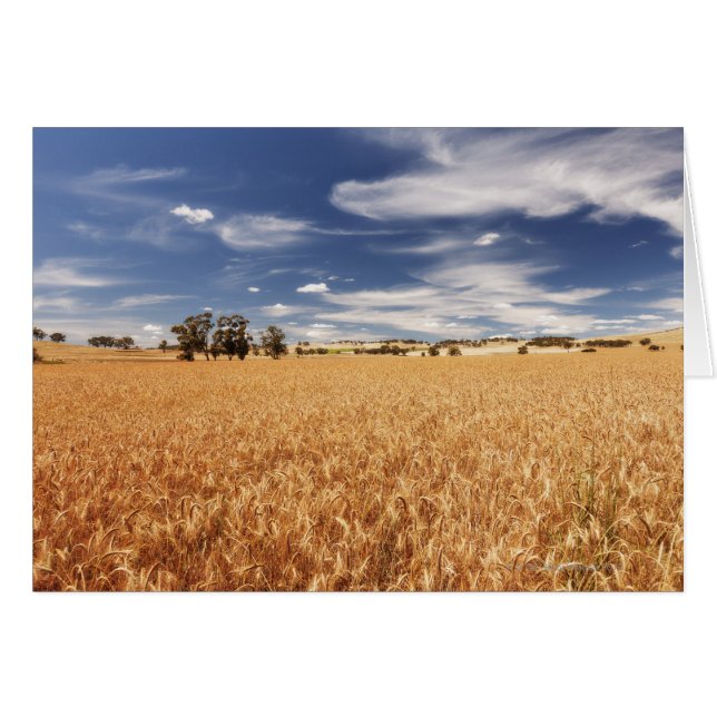 Champ de blé, Victoria, Australie (Devant horizontal)