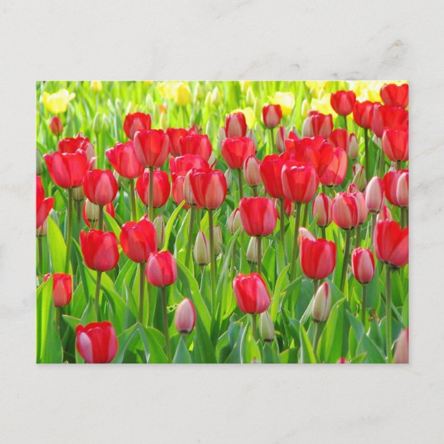 Champ de carte postale de tulipes (Devant)