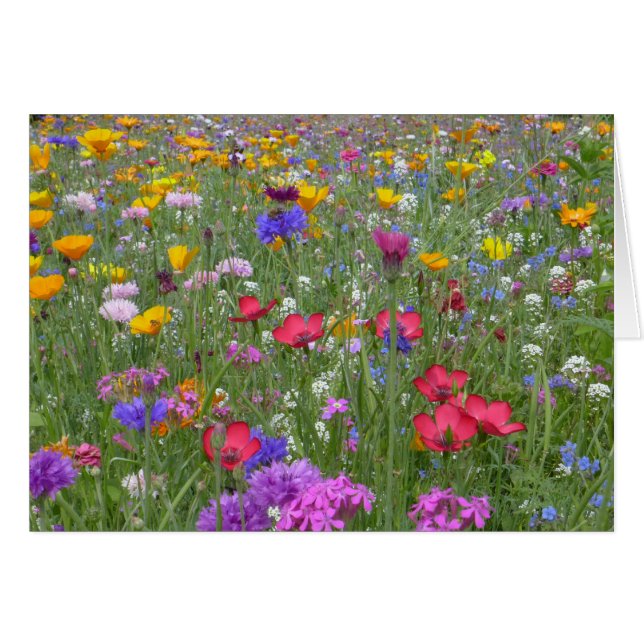 Champ de fleurs colorées (Devant horizontal)