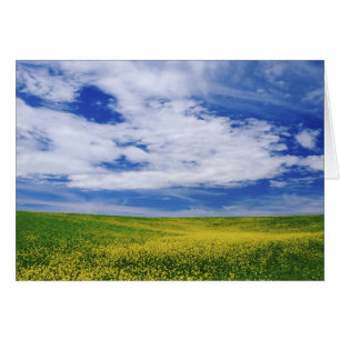 Champ de fleurs de canola ou de moutarde, Palouse