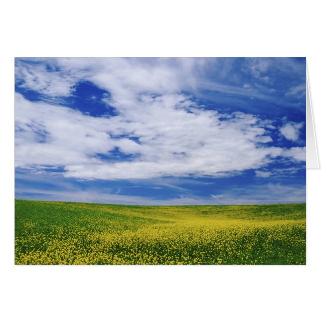 Champ de fleurs de canola ou de moutarde, Palouse (Devant horizontal)