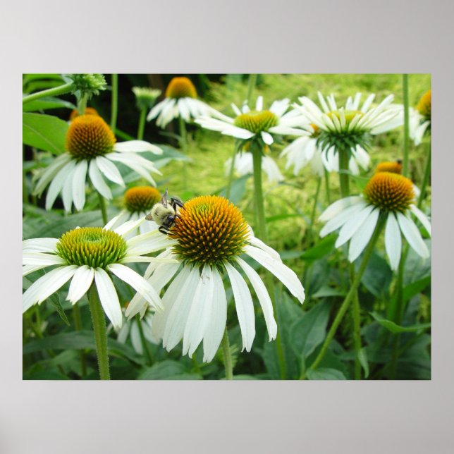 champ de fleurs et affiche d'abeilles (Devant)