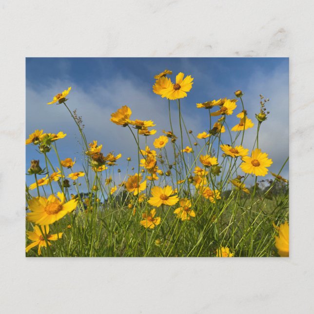 Champ de Fleurs Jaunes Carte postale (Devant)