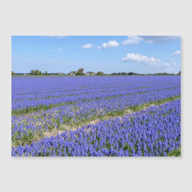 Champ de Hyacinthes (Devant)