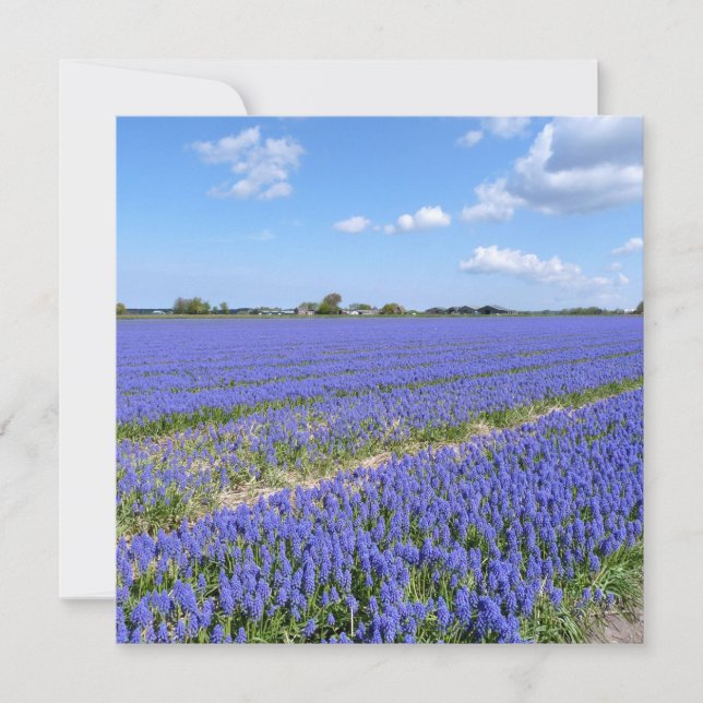 Champ de Hyacinthes (Devant)