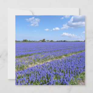 Champ de Hyacinthes