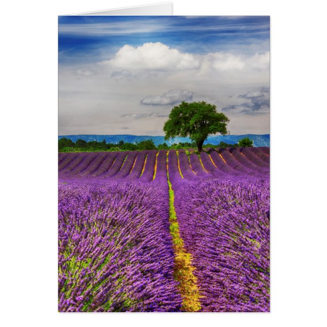 Champ de lavande panoramique, France (Devant)
