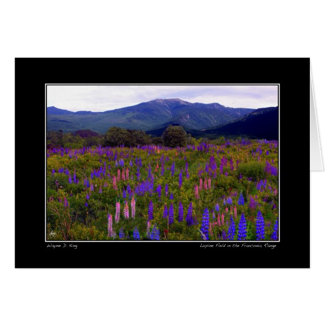 Champ de Lupine dans la Franconia Range Card (Devant horizontal)