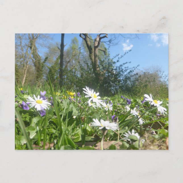 Champ de marais avec Sky bleu do-it-yourself carte (Devant)