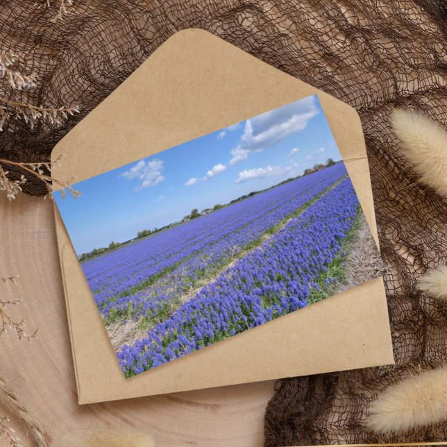 Champ de papier Hyacinths (Créateur téléchargé)